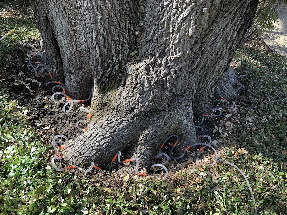 Detailed Tree Cabling and Bracing job site in Wallace